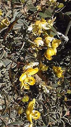 Baja California Senna(Senna purpusii)