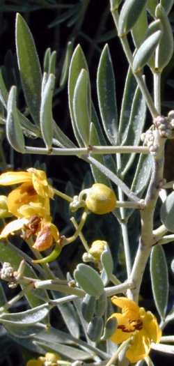 Dense senna, Grey Desert Senna(Senna artemisioides ssp. sturtii )