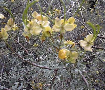 Shrubby Senna(Senna wislizeni)