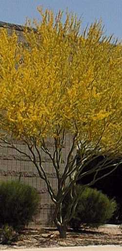 Blue Palo Verde(Parkinsonia florida)