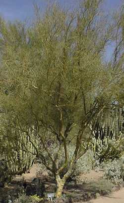 Littleleaf Palo Verde, Foothill Palo Verde(Parkinsonia microphylla)