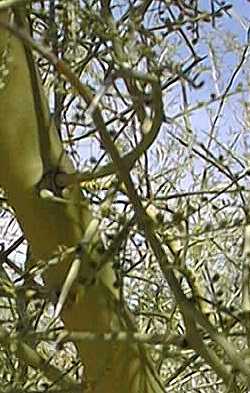 Littleleaf Palo Verde, Foothill Palo Verde(Parkinsonia microphylla)