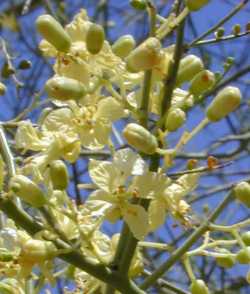 Littleleaf Palo Verde, Foothill Palo Verde(Parkinsonia microphylla)