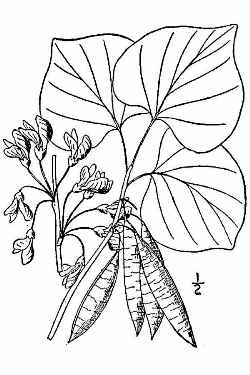 Eastern Redbud(Cercis canadensis)