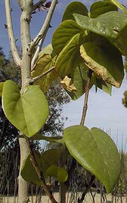 Chinese Redbud(Cercis chinensis)