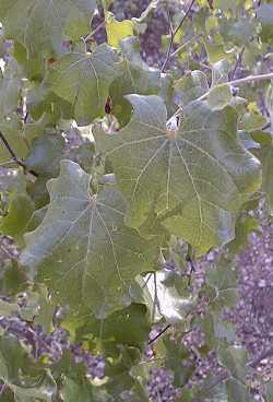 Mexican Redbud(Cercis canadensis var. mexicana )