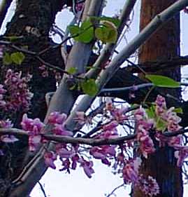 Western Redbud(Cercis occidentalis)