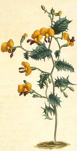 Holly Flame Pea(Chorizema ilicifolium)