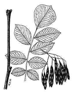 Kentucky Yellowwood(Cladrastis kentukea)