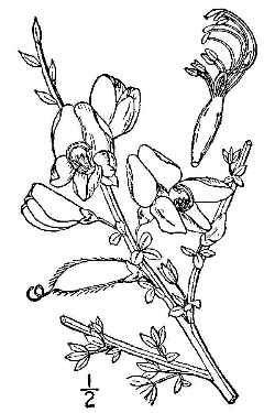 Scotch Broom(Cytisus scoparius)