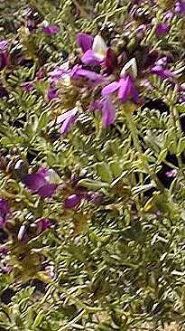 Black Dalea