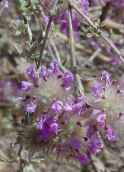 Black Dalea(Dalea frutescens)