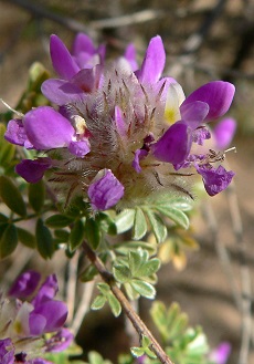 Bush Dalea