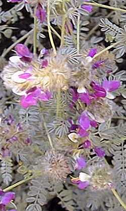 Weeping Dalea