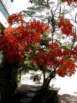 Royal Poinciana, Flamboyant(Delonix regia)