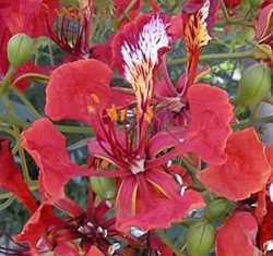 Royal Poinciana, Flamboyant(Delonix regia)