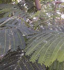 Royal Poinciana, Flamboyant(Delonix regia)