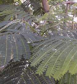 Royal Poinciana, Flamboyant(Delonix regia)