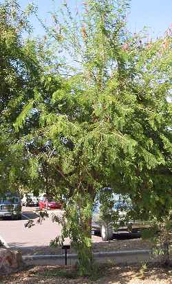 Sickle Pod(Dichrostachys cinerea)