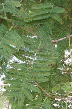 Sickle Pod(Dichrostachys cinerea)