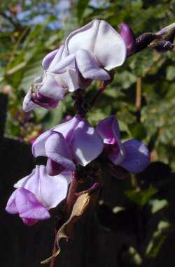 Hyacinth Bean, Lablab Bean(Dolichos lablab)
