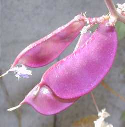 Hyacinth Bean, Lablab Bean(Dolichos lablab)