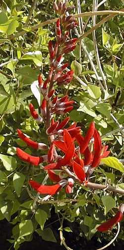 Coral Bean, Fireman’s Cap(Erythrina Χ bidwillii)