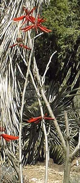 Southwestern Coral Bean, Colorines(Erythrina flabelliformis)