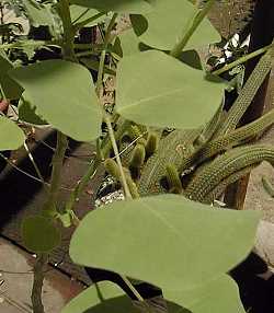 Southwestern Coral Bean, Colorines(Erythrina flabelliformis)