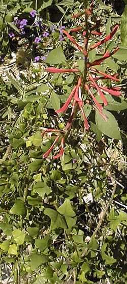 Cherokee Bean, Cardinal Spear, Coral Bean(Erythrina herbacea)