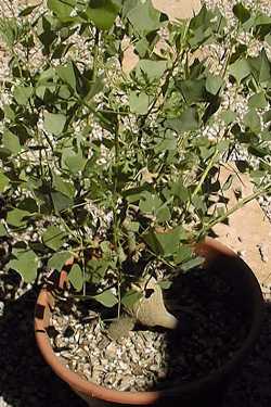 Cherokee Bean, Cardinal Spear, Coral Bean(Erythrina herbacea)