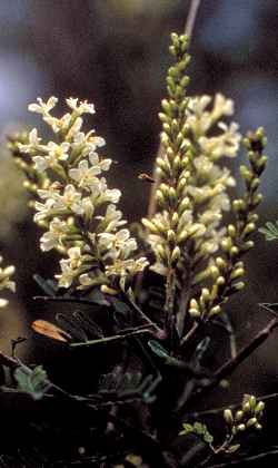 Texas Kidneywood, Vara Dulce(Eysenhardtia texana)