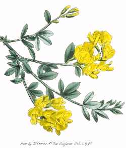 Spanish Gorse(Genista lydia)