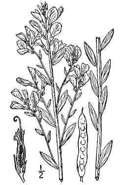 Dyer's Greenweed(Genista tinctoria)