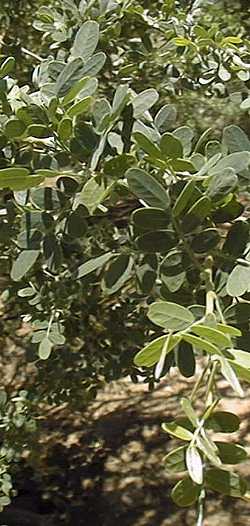 Chanar, Kumbaru, Chilean Palo Verde(Geoffroea decorticans)