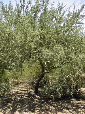 Chanar, Kumbaru, Chilean Palo Verde(Geoffroea decorticans)