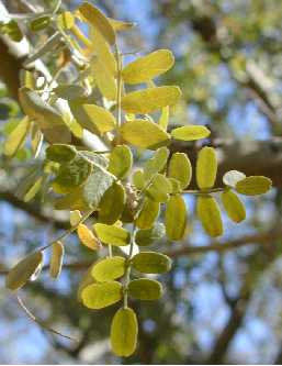 Chanar, Kumbaru, Chilean Palo Verde(Geoffroea decorticans)