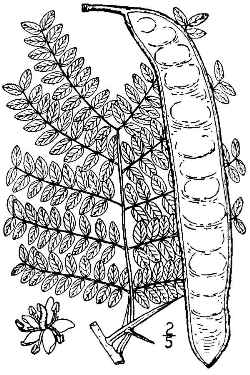 Honey Locust(Gleditsia triacanthos)