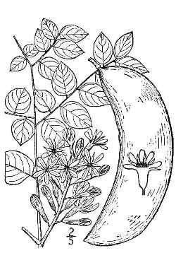 Kentucky Coffee Tree(Gymnocladus dioicus)