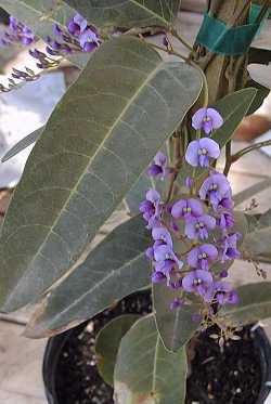 Lilac Vine, Purple Coral Pea(Hardenbergia violacea)