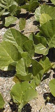 Black Coral Pea(Kennedya nigricans)