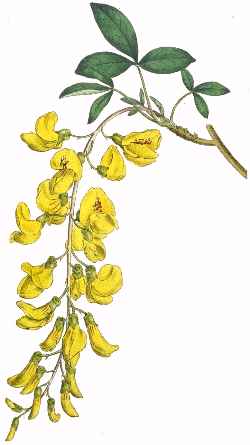 Golden Chain Tree, Scotch Laburnum(cytisus alpinus)