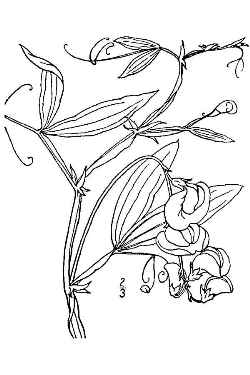 Perennial Sweet Pea(Lathyrus latifolius)