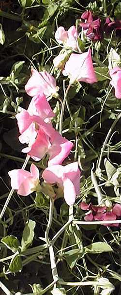 Sweet Pea(Lathyrus odoratus)