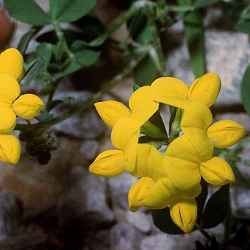 Bird's Foot Deervetch(Lotus corniculatus)