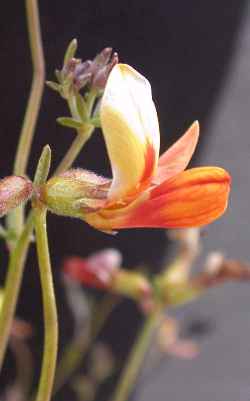 Shrubby Deervetch, Wiry Lotus, Desert Rock Pea(Lotus rigidus)