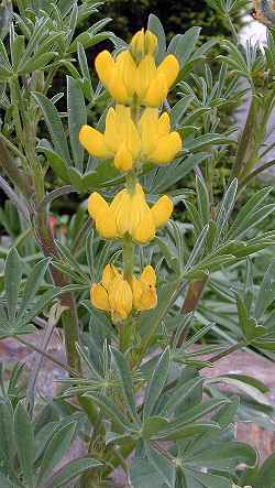 Yellow Lupine(Lupinus luteus)