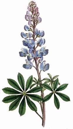 Sundial Lupine(Lupinus perennis)