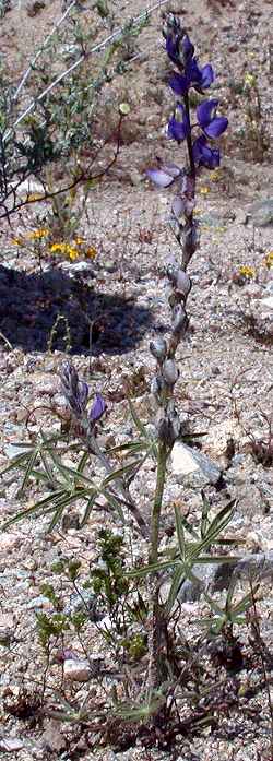 Mojave Lupine, Coulter’s lupine(Lupinus sparsiflorus)