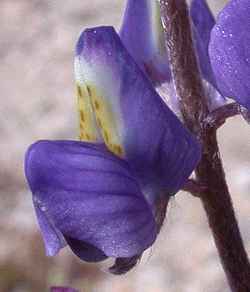 Mojave Lupine, Coulter’s lupine(Lupinus sparsiflorus)